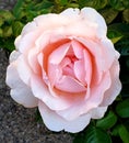 Pink rose on a bush