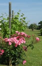 Pink rose bush planted in front of a row of vines Royalty Free Stock Photo