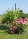Pink rose bush planted in front of a row of vines Royalty Free Stock Photo