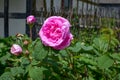 Pink Rose Bush and Rosebuds Royalty Free Stock Photo