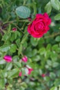 pink rose on a bush, top view Royalty Free Stock Photo