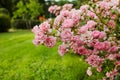 Pink rose bushes blooming in the garden in the summer