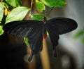 Pink Rose butterfly at Antipa Museum in Bucharest