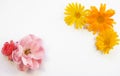 Pink rose and calendula flowers on a white background, top view, flat lay. Flower frame with place for text. Background