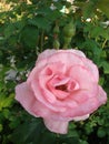 Dazzling light pink flower enters the soul of the blessed light, admiration and worship.