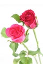 Pink rose Royalty Free Stock Photo