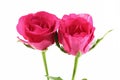 Pink rose Royalty Free Stock Photo