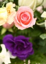 Pink Rose(click image to zoom) Royalty Free Stock Photo