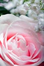 Pink Rose, Close Up Royalty Free Stock Photo