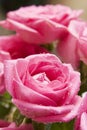 Pink rose close-up 6