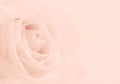 Pink rose close-up as background. Soft blur focus. In sepia past Royalty Free Stock Photo
