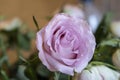 Pink rose close-up .blurred background