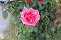 Pink rose close up blurry back ground  d Royalty Free Stock Photo