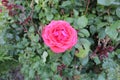 Pink rose close up blurry back ground  e Royalty Free Stock Photo