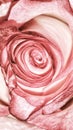 Pink rose Royalty Free Stock Photo