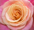 Pink rose close up Royalty Free Stock Photo