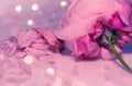 Pink rose close up, macro, petal and wilting flower, bokeh Royalty Free Stock Photo