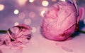 Pink rose close up, macro, petal and wilting flower, bokeh Royalty Free Stock Photo