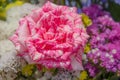 Pink rose close-up on multicolored bokeh background Royalty Free Stock Photo