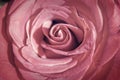 Pink rose close-up Royalty Free Stock Photo