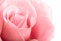 Pink rose closeup Royalty Free Stock Photo