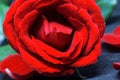 Pink rose closeup on black background. Red rose macro photo. Beautiful blossom with gentle petal. Royalty Free Stock Photo