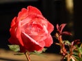 Pink rose, closeup