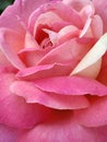 Pink rose petals closeup, summer garden Royalty Free Stock Photo