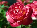 Pink rose closeup rose garden Royalty Free Stock Photo