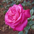 Pink rose closeup in the gardens Royalty Free Stock Photo