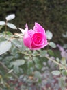 Pink Rose Blooming closeup look in garden Royalty Free Stock Photo