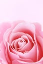 Pink rose closeup