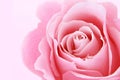 A Pink rose closeup