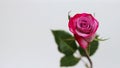 Pink rose closeup. Selective focus. Congratulations on your birthday, March 8 or Women& x27;s day. Space to insert text