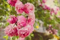 Pink rose closeup in spring garden Royalty Free Stock Photo