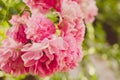 Pink rose closeup in spring garden Royalty Free Stock Photo