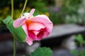 Pink Rose Closeup Royalty Free Stock Photo