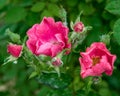 Pink rose closeup with water drops after summer rain Royalty Free Stock Photo