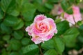 Pink rose closeup with water drops after summer rain Royalty Free Stock Photo