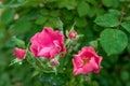 Pink rose closeup with water drops after summer rain Royalty Free Stock Photo