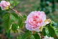 Pink rose closeup with water drops after summer rain Royalty Free Stock Photo