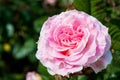 Pink rose closeup with water drops after summer rain Royalty Free Stock Photo