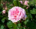 Pink rose closeup with water drops after summer rain Royalty Free Stock Photo