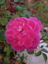 The pink rose in clossup Royalty Free Stock Photo