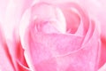 Pink rose closup Royalty Free Stock Photo