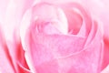 Pink rose closup