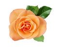 Pink rose closup on white Royalty Free Stock Photo