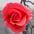 Pink Rose color splash