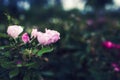 Pink rose color vintage on nature background dark tone with copy space Royalty Free Stock Photo