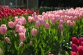 Pink and rose colored Tulips in a garden in Lisse, Netherlands, Royalty Free Stock Photo